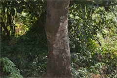 Nothopegia colebrookiana